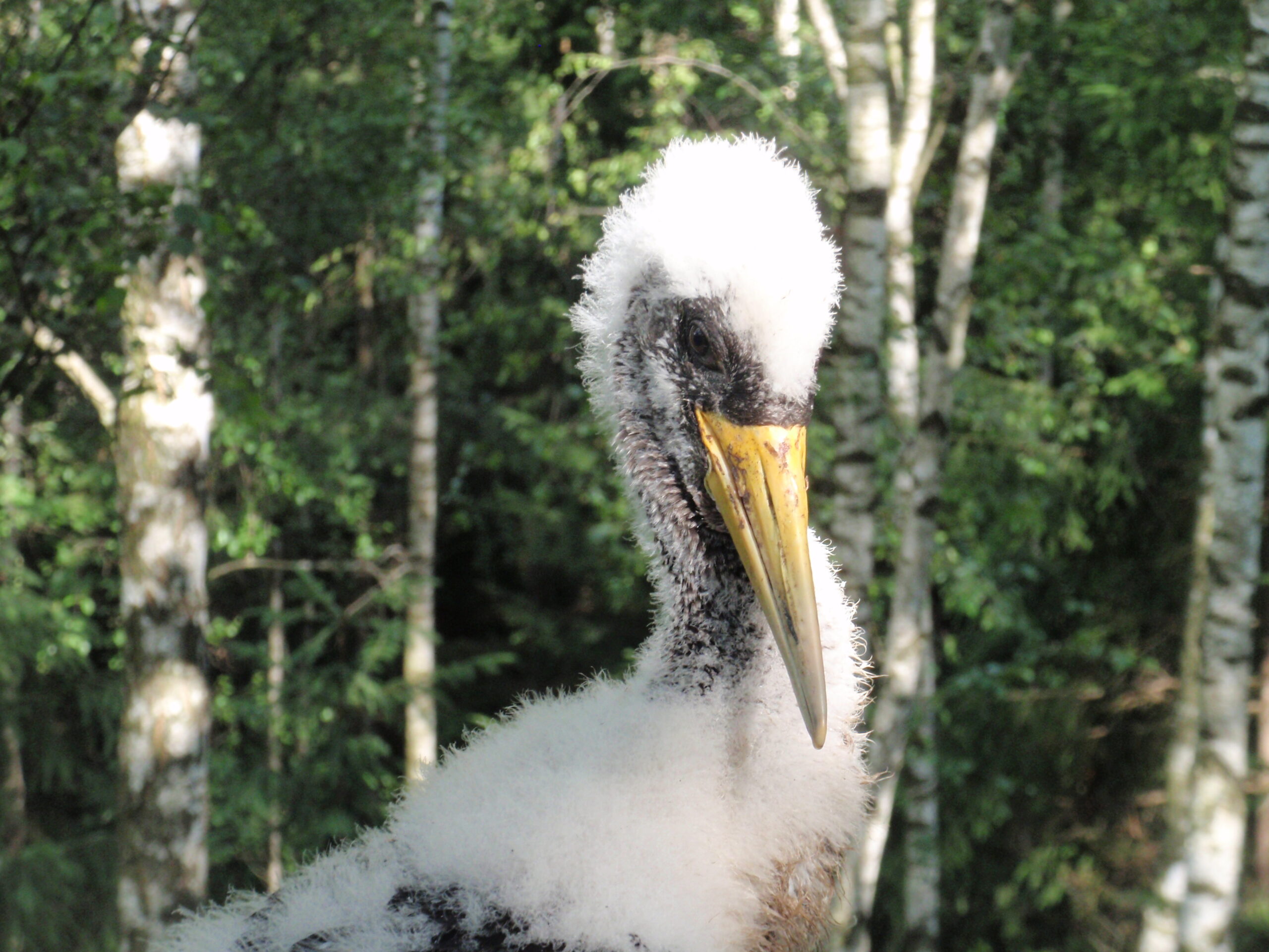 OLYMPUS DIGITAL CAMERA