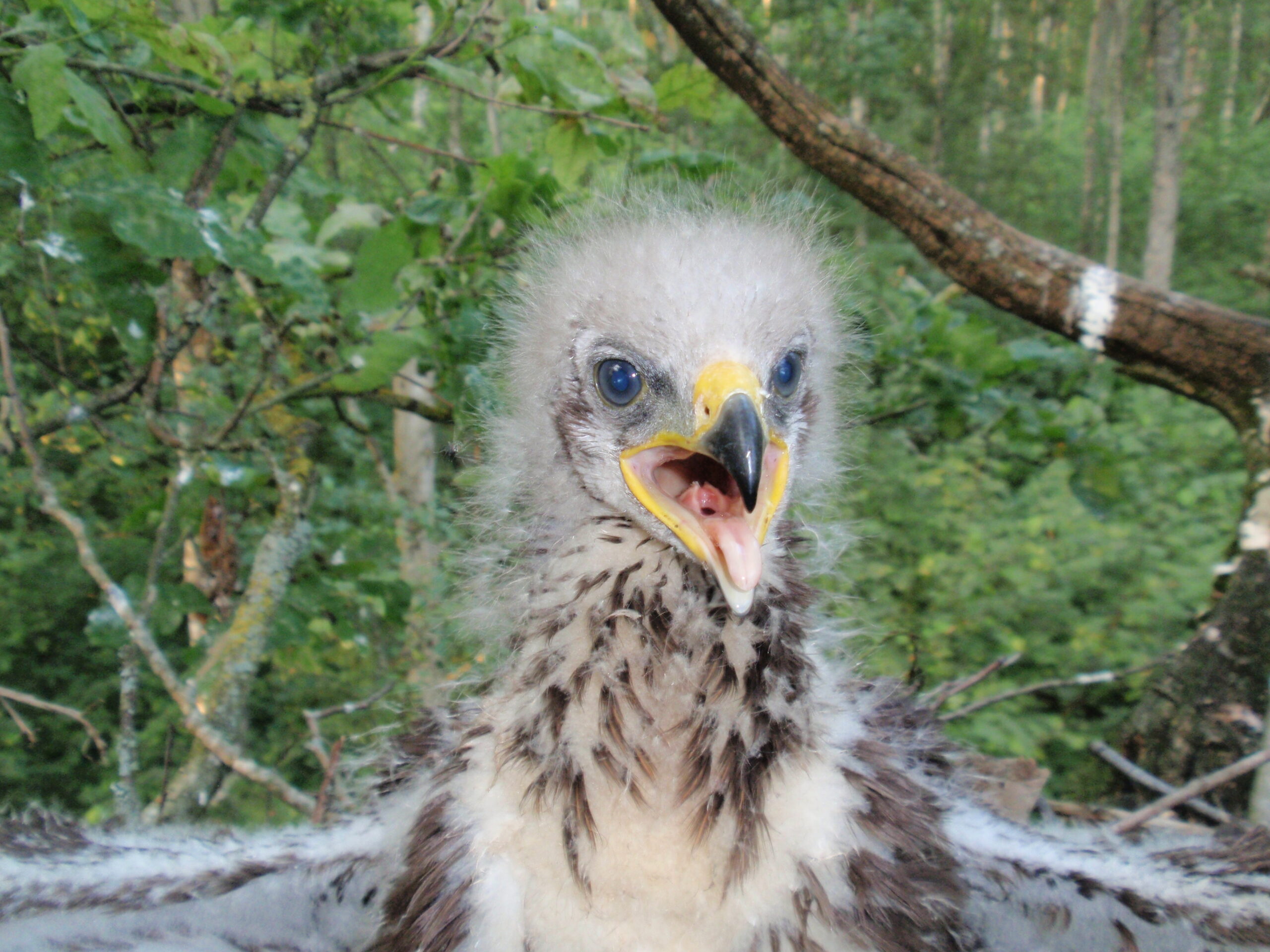 OLYMPUS DIGITAL CAMERA